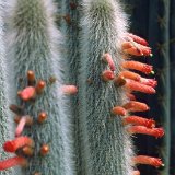 Cleistocactus hyalacanthus (Argentina) exceptional! (1.10m H)